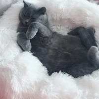 • سرير الحيوانات الاليفة